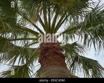 Fan palm with radial leaves seen from below, sunlight creating graphic patterns and strong contrast in a Mediterranean setting Copyspace Stock Photo