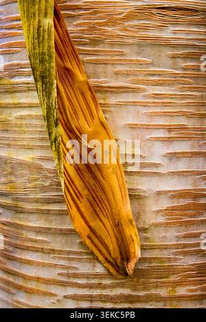 Natural abstract formed by peeling birch bark, showcasing rich texture, detail and woodland character. Stock Photo