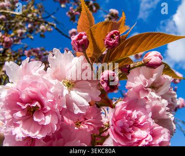 Pink cherry blossoms in full spring bloom reach towards a brilliant blue sky, capturing the season’s fresh beauty and promise. Stock Photo