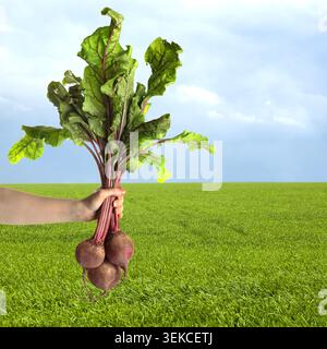 Farmer holding ripe beets in agricultural field, closeup. Root vegetables Stock Photo