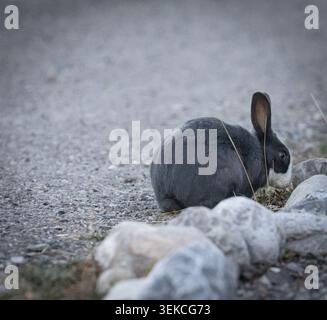 A small rabbit resting beside rocks on a gravel path, captured in soft natural light with shallow depth of field Stock Photo