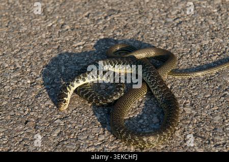 Close up view of a dead Natrix tessellata diced water snake roadkill casualty on a paved road surface. Highlighting wildlife vehicle collisions Stock Photo