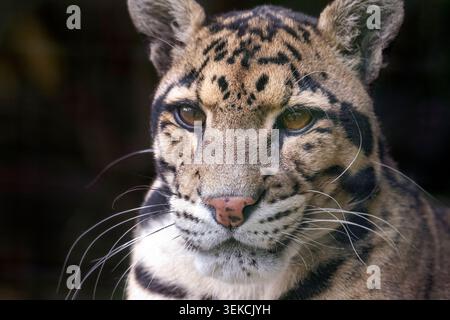 Male clouded leopard (Neofelis nebulosa), close-up of face Stock Photo