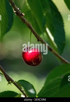 A single vibrant red cherry hangs from a branch with a green foliage background in Emmett, Idaho. Stock Photo