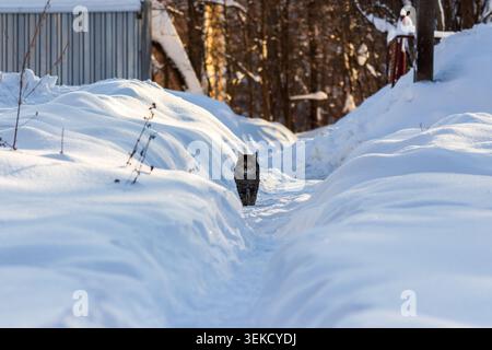 Cute fluffy tabby cat walks confidently along a narrow path carved through deep white snowdrifts in a chilly winter garden, looking directly at the ca Stock Photo