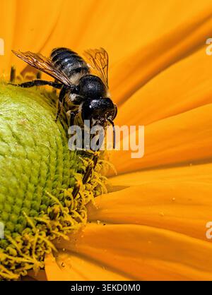 Extreme macro photography of a wild scissor bee (Chelostoma) beautifully positioned on the vibrant central disc of a yellow flower (Asteraceae). The solitary bee is heavily covered in pollen grains, creating a visually striking radial composition. The image highlights both the aesthetic harmony of geometric patterns in nature and the crucial ecological process of insect pollination. Stock Photo