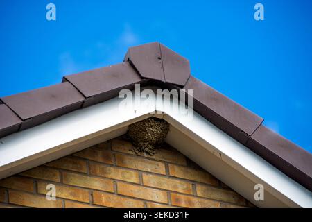 Natural swallow's nest constructed of mud pellets. it is nestled naturally under the eaves of a brick house, not an artificial nest box Stock Photo