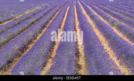Rows of blooming lavender in a field near Brihuega, Guadalajara, Castilla-La Mancha, Spain, forming purple agricultural patterns. Stock Photo