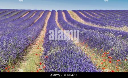 Rows of blooming lavender in a field near Brihuega, Guadalajara, Castilla-La Mancha, Spain, forming purple agricultural patterns. Stock Photo