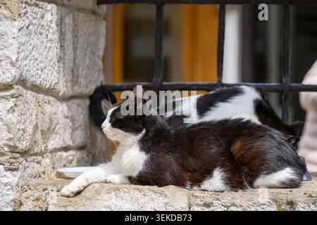 House cats in Old Town, Sarajevo, Bosnia and Herzegovina Stock Photo