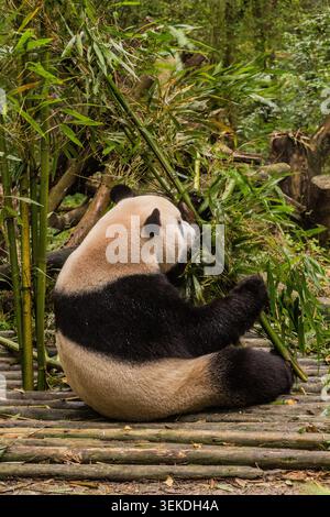 Giant Panda (Ailuropoda melanoleuca) eating bamboo at the Giant Panda Breeding Research Base in Chengdu, China Stock Photo