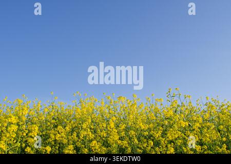 Bright yellow rapeseed flowers beneath a clear blue sky with generous copy space, vibrant spring landscape and seasonal agricultural background Stock Photo