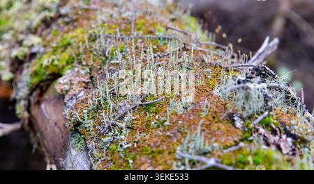 close up view of a moss patch growing on a dead tree on the forest floor in summer Stock Photo