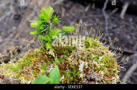 close up view of a moss patch growing on a dead tree on the forest floor in summer Stock Photo
