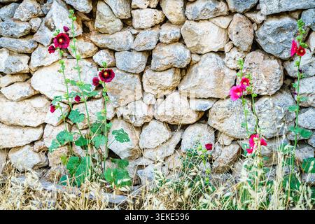 Hollyhock flowers growing next to a stone wall in a small Cretan village Stock Photo