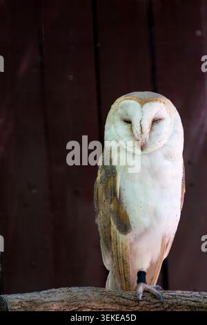 A rescued Barn Owl (Tyto Alba) perched on branch with band around leg. Stock Photo