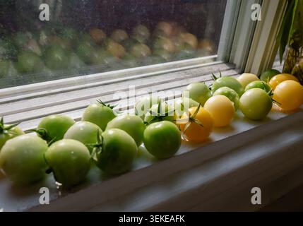 view of a bunch of yellow and green cherry tomatoes on the side of a window placed on the frame Stock Photo
