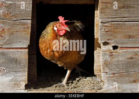 Leghorn chicken walking through chicken doorway in barn into outdoor pen Stock Photo