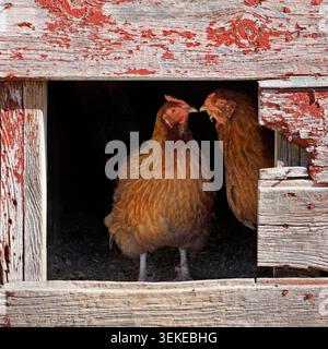 Two leghorn hens at the entrance to a barn chicken door Stock Photo