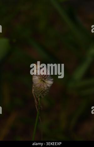 A small garden lizard or calotes perched vertically on a wild fluffy flower head, shot in a moody, dark cinematic aesthetic. Stock Photo