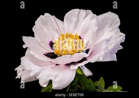 A stunning white tree peony in full bloom featuring a dark purple center and yellow stamens with delicate water drops on petals isolated against a sol Stock Photo
