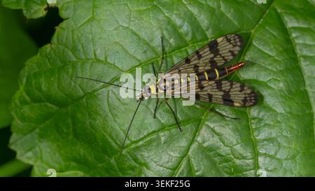 Bio Diversity - Panorpa communis - Macro of the Common Scorpionfly. High quality photo Stock Photo