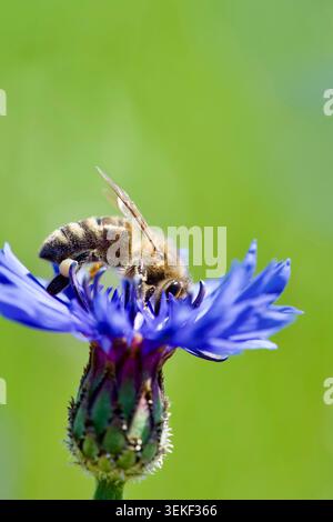 Close-up macro shot of a honeybee (Apis mellifera) with visible pollen basket on its leg, pollinating a vibrant blue cornflower blossom against a soft Stock Photo