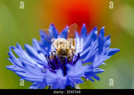 Close-up of a honeybee (Apis mellifera) pollinating a vibrant blue cornflower (bachelor's button) with a soft, colorful blurred summer meadow backgrou Stock Photo