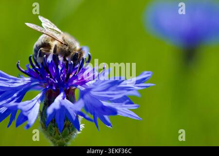 Macro shot of a honeybee (Apis mellifera) with a pollen basket working on a bright blue cornflower, with negative copy space on a blurred green and bl Stock Photo