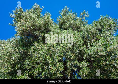 Close-up of blooming olive branches filled with delicate spring flowers against a clear May sky in the Mediterranean countryside. Stock Photo