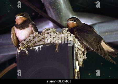 Two young barn swallows perched on mud nest under a roof and waiting to be fed Stock Photo