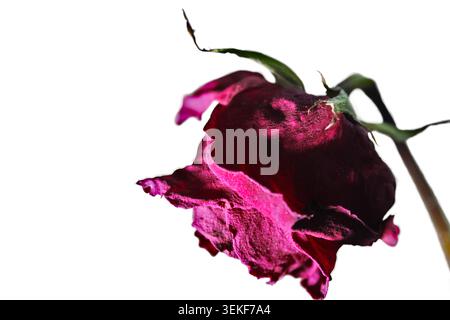Close-up of a wilted red rose (rosa chinensis) with dramatic lighting in a white background. Concept: broken heart, romantic rejection, heartbroken Stock Photo