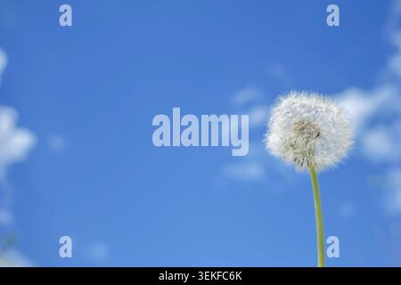 Dandelion seed head against blue sky Stock Photo