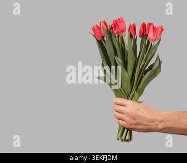 Hand holding bouquet of red tulips isolated on gray background minimal. Flowers show layered petals with stems gathered together. Floral concept symbo Stock Photo