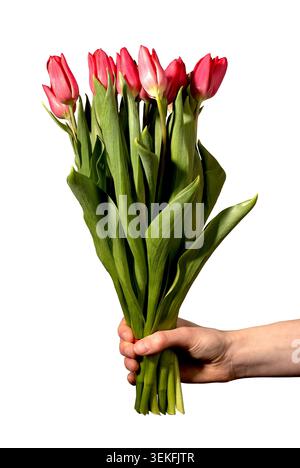Hand holding bouquet of red tulips isolated on white background minimal composition. Flowers display vivid petals with stems gathered in simple positi Stock Photo