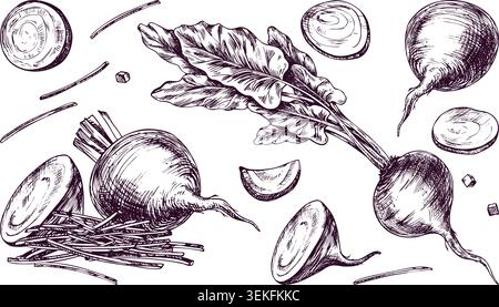 Hand drawn beet set in vintage engraving style. Fresh organic vegetable with leaves, sliced beet, beetroot pieces and julienne stripes. Healthy food Stock Vector