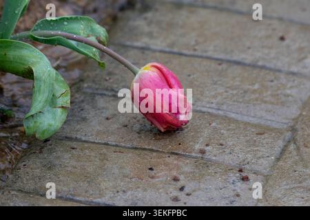 Beautiful fallen pink tulip on wet concrete background.. Stock Photo