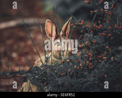 An eastern cottontail rabbit peeking through dark green summer bushes with red berries and tall grass stalks in a soft focus closeup Stock Photo