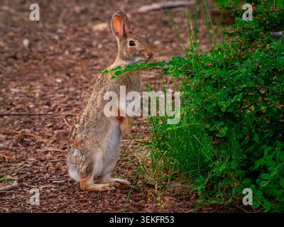 An alert eastern cottontail rabbit standing on its hind legs next to a green bush in a soft focus natural woodchip environment Stock Photo