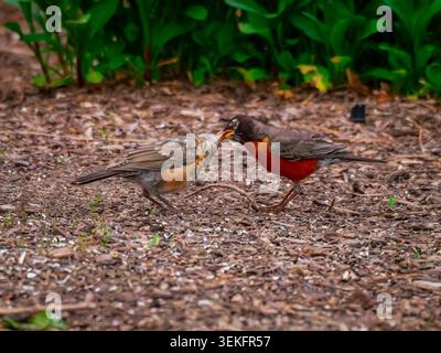 An adult American robin feeding a fledgling chick on brown wood mulch with lush green foliage blurred in the background in a soft focus closeup Stock Photo