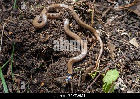 Roth's Dwarf Racer snake (Eirenis rothii) with its distinctive black and yellow head scales, slithering over brown soil and dried leaves, showcasing i Stock Photo