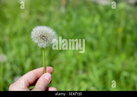Dandelion seed head on green grass Stock Photo