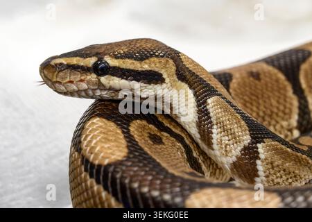 Ball python (Python regius) close up, showing its head with characteristic pattern and black eye, coiling its scaled body and sensing the air with its Stock Photo