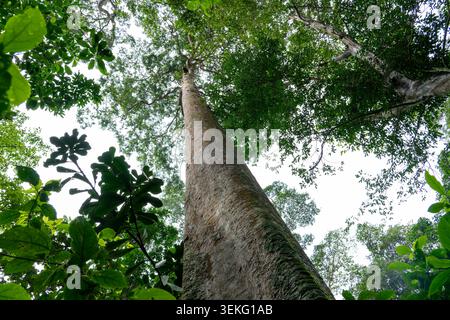 Looking up a towering, straight tree trunk against a bright sky, surrounded by dense green foliage, capturing the immersive and majestic atmosphere of Stock Photo