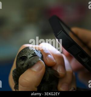 Person holding a common swift (apus apus) in hands while using a smartphone flashlight to check for reflexes in the bird's pupil focusing on wildlife Stock Photo