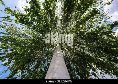 A wide low angle perspective looking up the white trunk of a birch tree into its lush green canopy under a blue sky Stock Photo