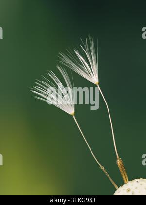 Dandelion seeds on their stem against a soft green background, creating an evocative and minimalist natural scene. Stock Photo