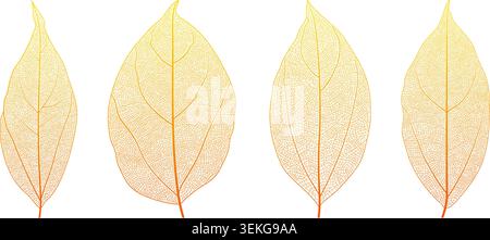 Plant leaf vein anatomy reveals intricate networks and cellular texture vector illustration set. Stock Vector
