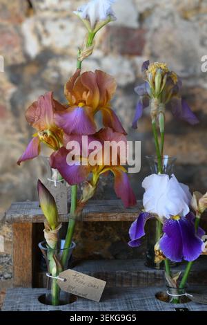 Irises in glass vases Stock Photo