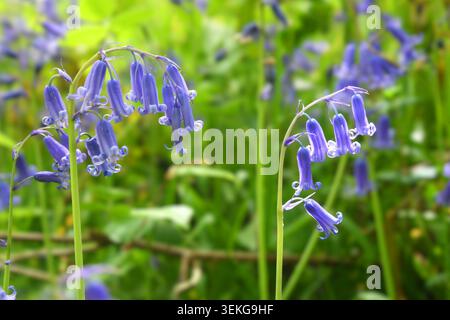 Bluebell woods Stock Photo